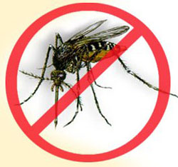 dengue (30k image)