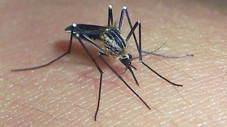 dengue_290910 (42k image)