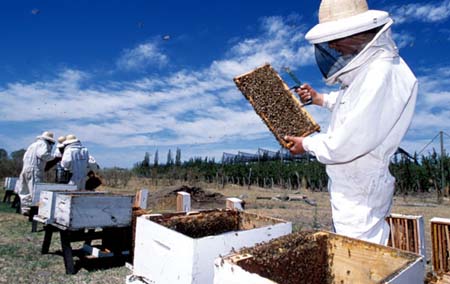 campoagro-apicultura-300811 (47k image)