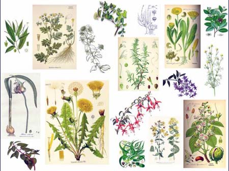 plantas_medicinales-171111 (58k image)