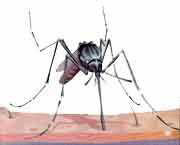 mosquito1803 (9k image)