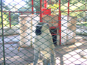 DSC00011_mono-zoo.jpg - 30904 Bytes