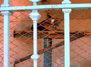 DSC00013_felino-zoo.jpg - 24581 Bytes