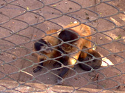 DSC00016_monitos-zoo.jpg - 22808 Bytes