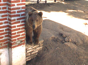 DSC00019_oso-zoo.jpg - 21665 Bytes